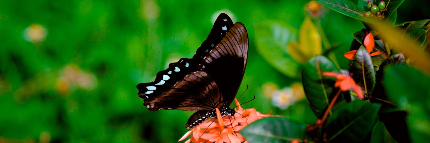 Gréat Bléssing✨ banner