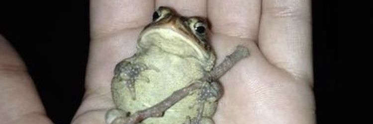 Crymsn On Twitch.tv banner