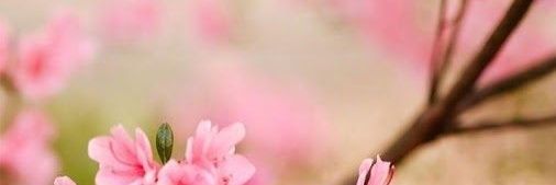 CeleDevaux1's profile banner image