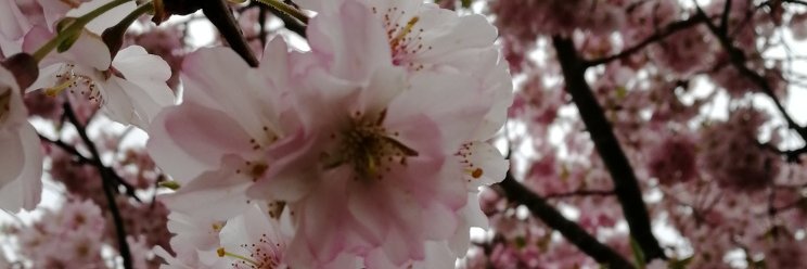 Kim Dzobo, PhD banner