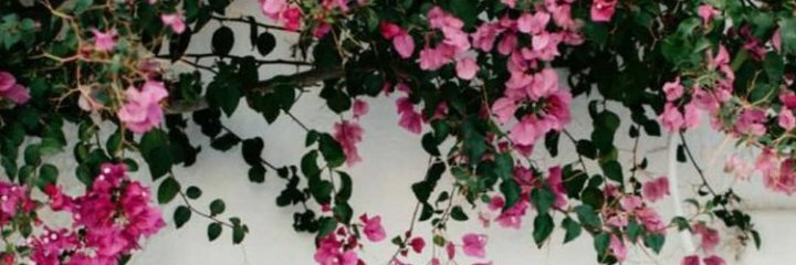 PanahyParisa's profile banner image
