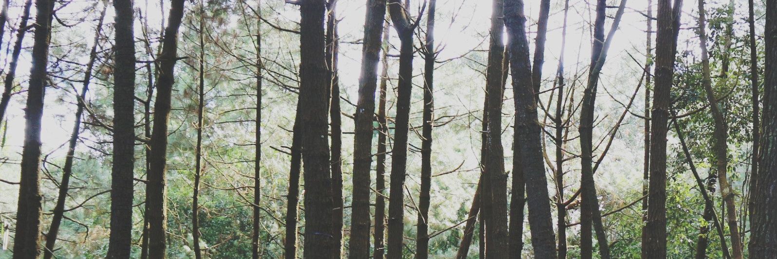 rimbalon's profile banner image