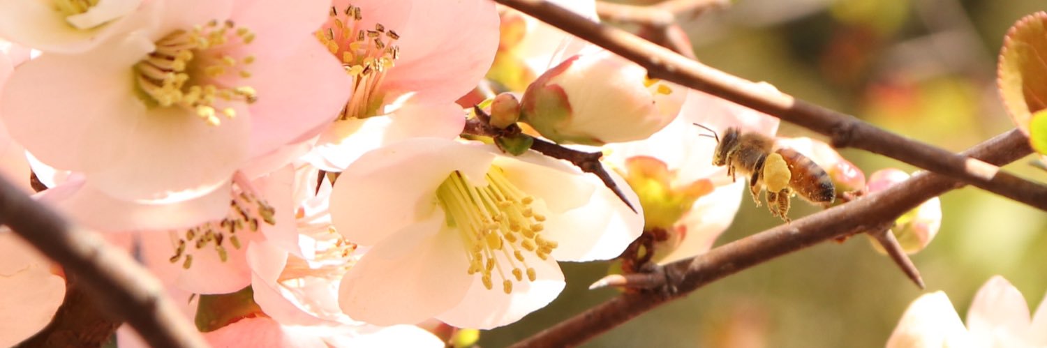 honeyfarming's profile banner image