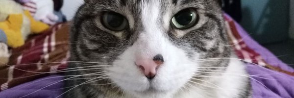 HeyPecca Profile Banner