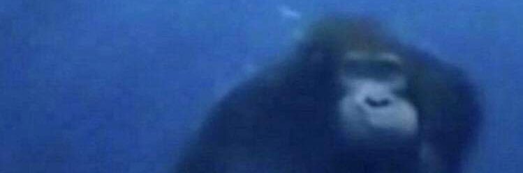squidwurrd's profile banner image