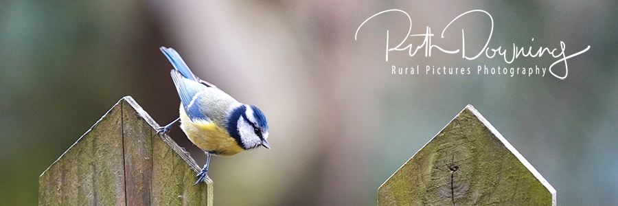 RuralPictures's profile banner image