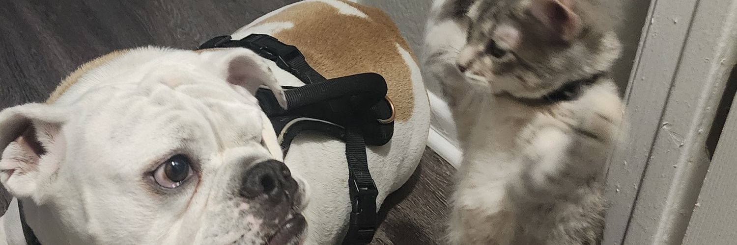 SwiggitySergio's profile banner image