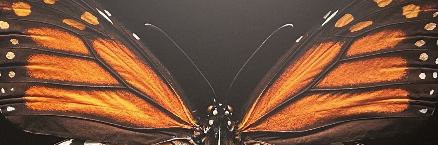 saammorann's profile banner image
