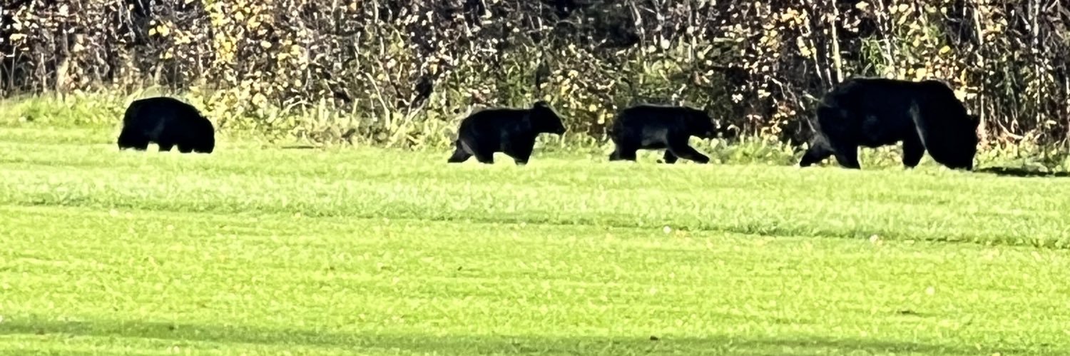 Joe Lamoreaux banner