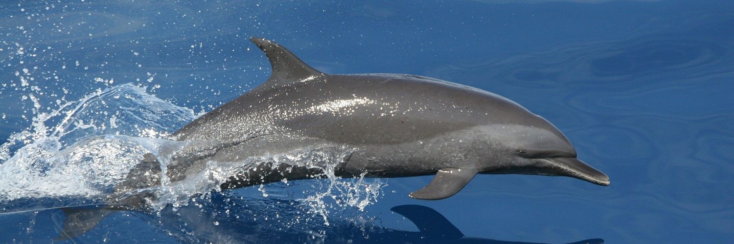 StockDolphin's profile banner image