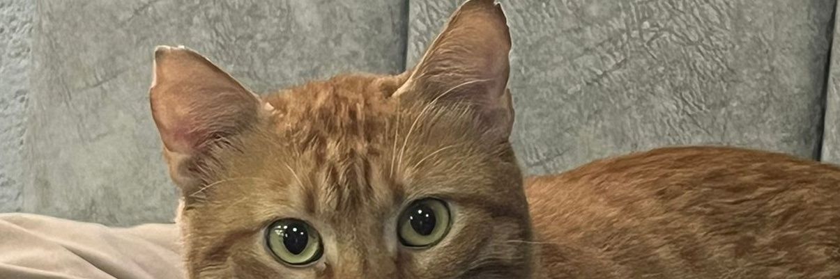 portakallıkedy banner