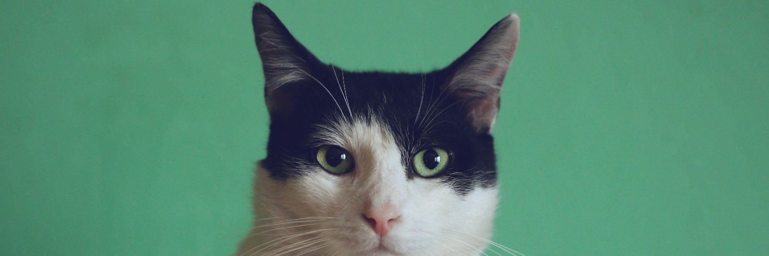becomecat banner