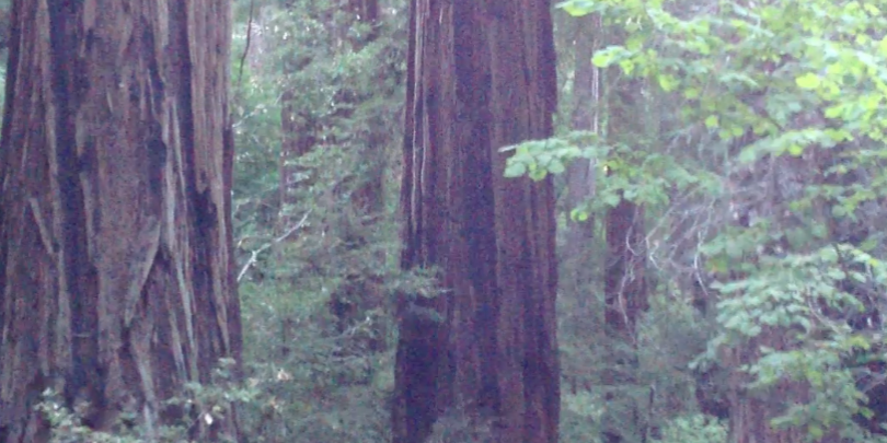 Hal_TreeYoga's profile banner image