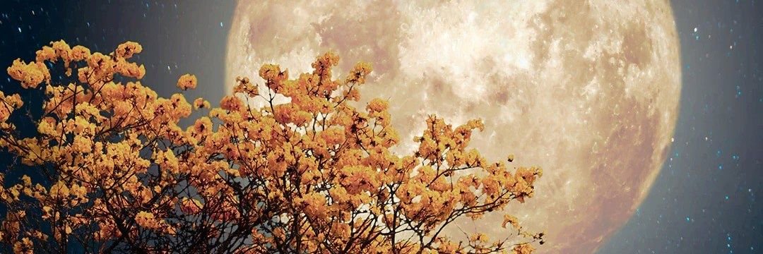 Lindorienn's profile banner image