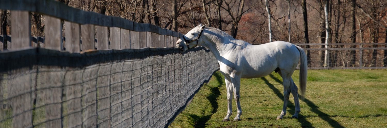 𓀢𓀤ＯＩＳＹＯ𓀥𓀣 banner