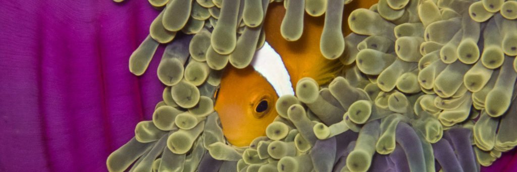 Ocean Dimensions banner