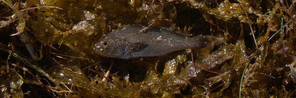 and_jonas Profile Banner