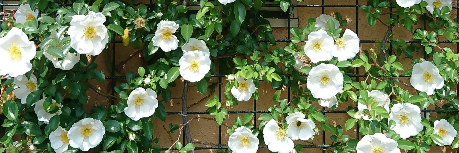 Mitsu_ba38's profile banner image