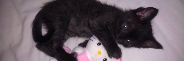 to_okki Profile Banner