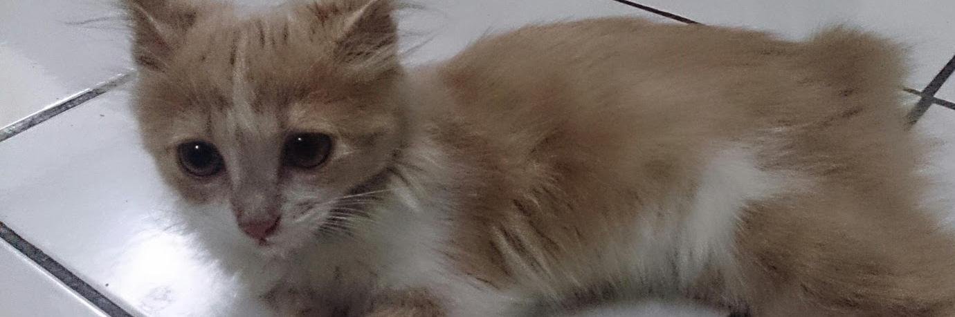 WiditaAM's profile banner image
