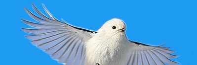 Cat14White's profile banner image