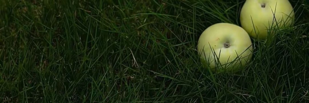 𝗞Ⅱ𝗻 🍏 𝘌𝘯𝘫𝘰𝘺 𝘴𝘩𝘰𝘱𝘱𝘪𝘯𝘨! banner