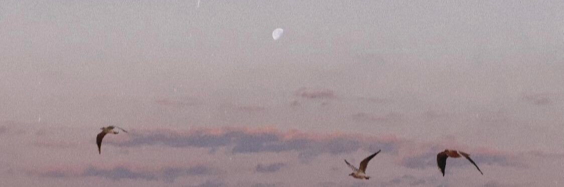 dearmelissalee's profile banner image