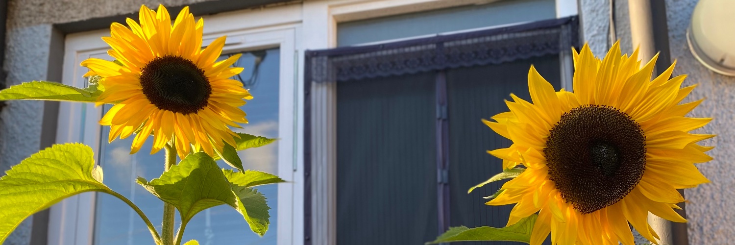 Donna.R🦖👑 banner