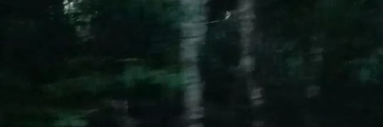 yoyako banner