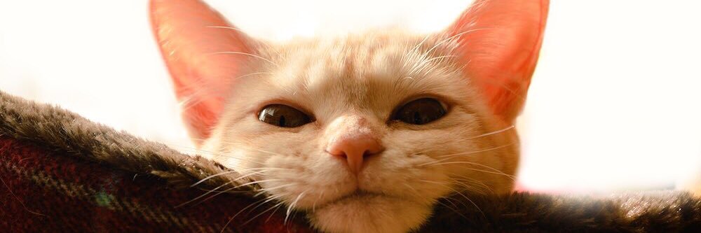 勘🍺🧌3/20 南４ま58a banner