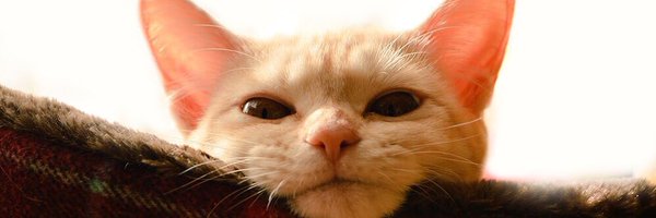 aaookan Profile Banner