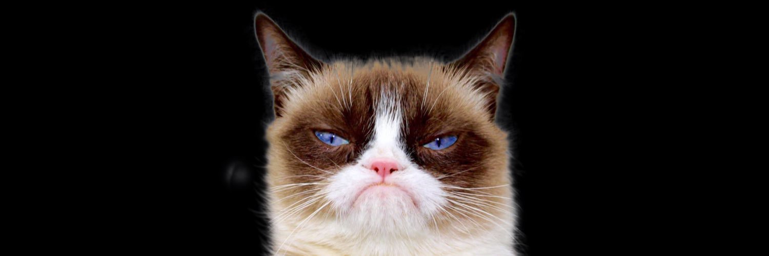 Grumpy Cat Coin (OFFICIAL)'s banner