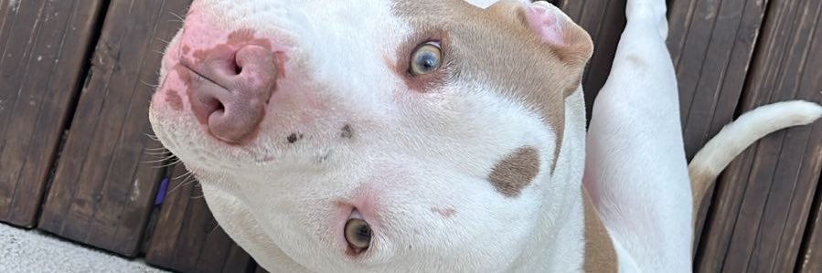 luana banner