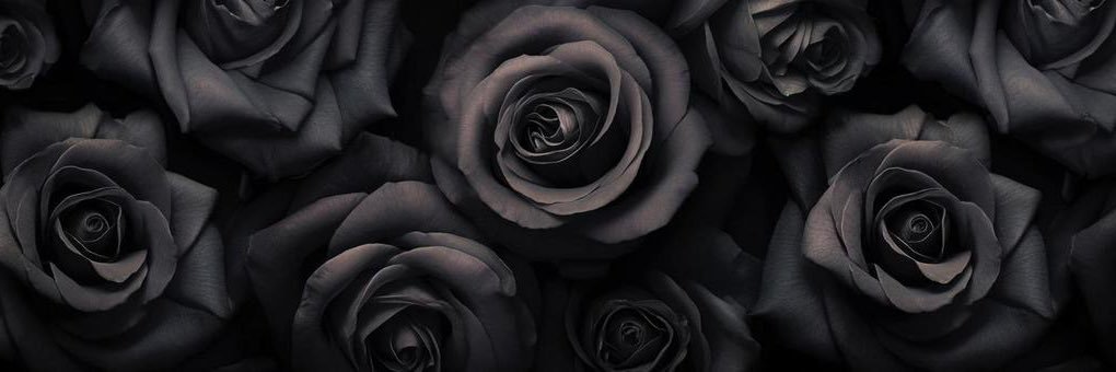 𝐃𝐫𝐚𝐠𝐨𝐧 𝐒𝐡𝐢𝐟𝐭𝐞𝐫's banner