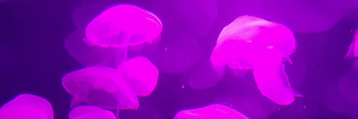 🎃 banner