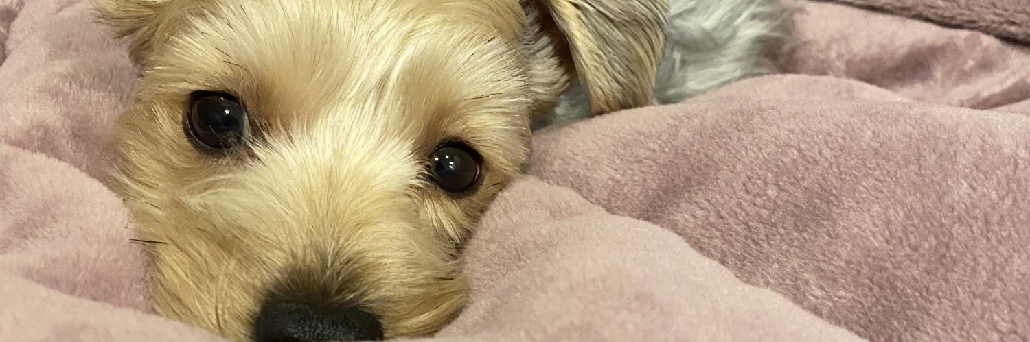 erico（Ellie GateGolden） banner