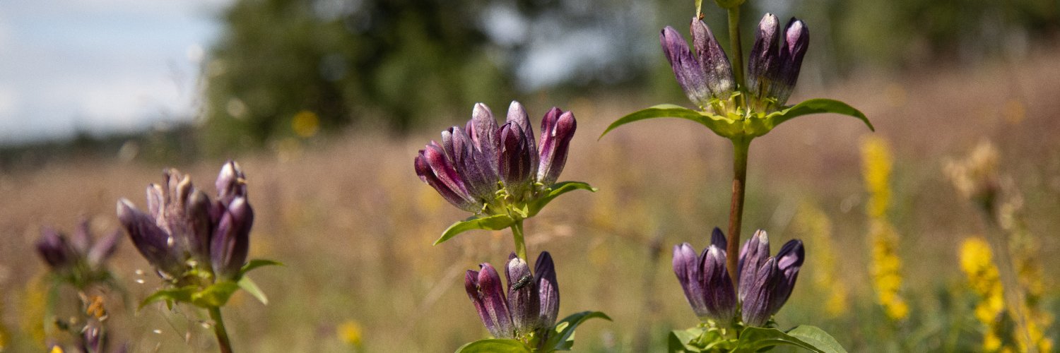 Botanický ústav AV ČR/Institute of Botany CAS banner