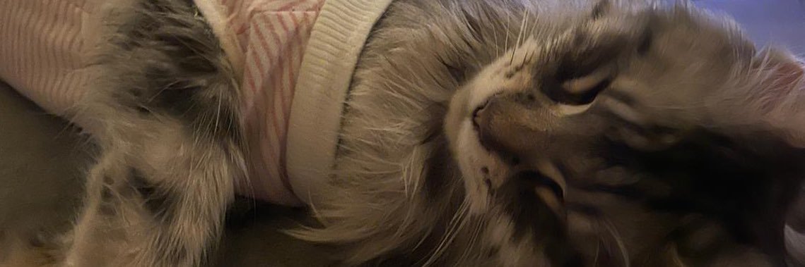 Barbara the Mainecoon banner