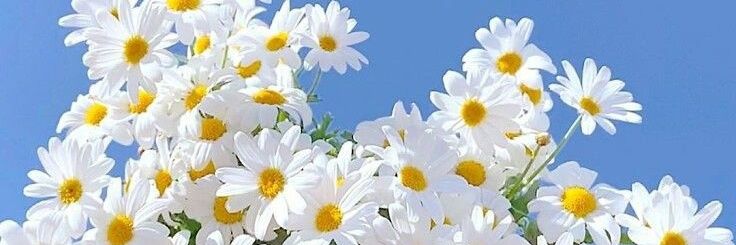 POCA_DECO's profile banner image