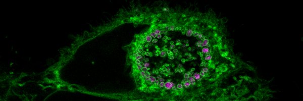 lab_rudel Profile Banner