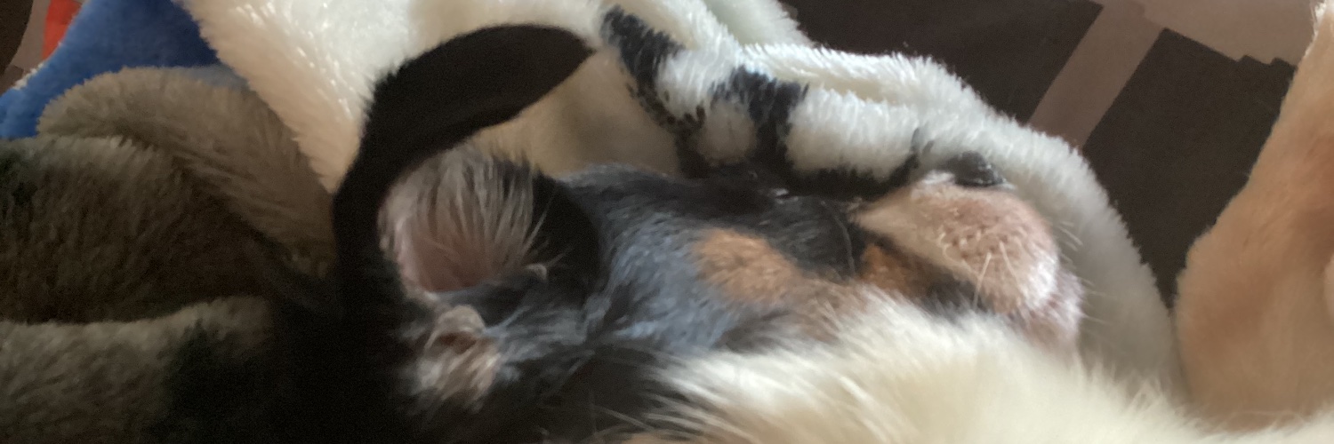 Bailey/Yeliab. banner