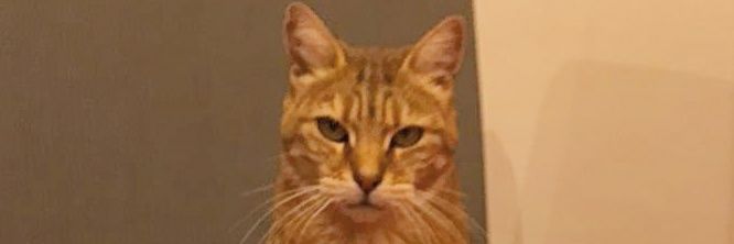 tom_slr_'s profile banner image