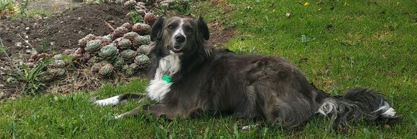 Antiboton Profile Banner