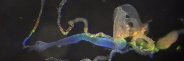 hitsujican Profile Banner