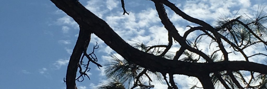 nolysf's profile banner image