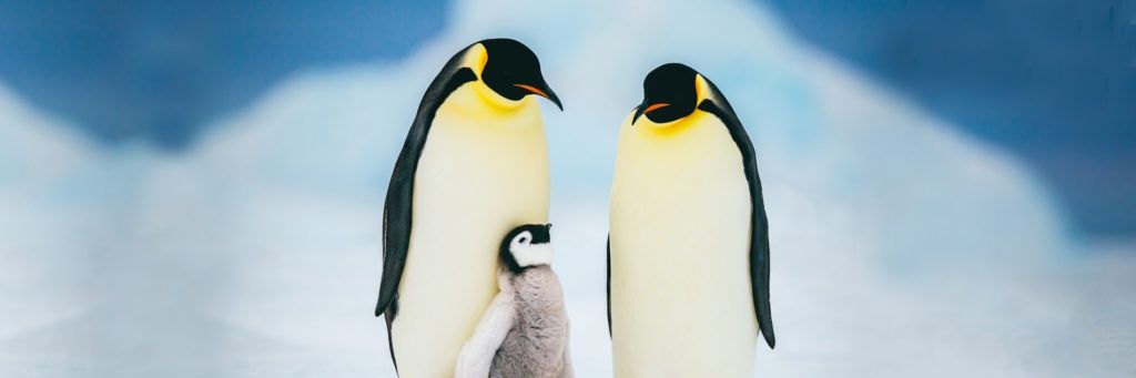 . banner