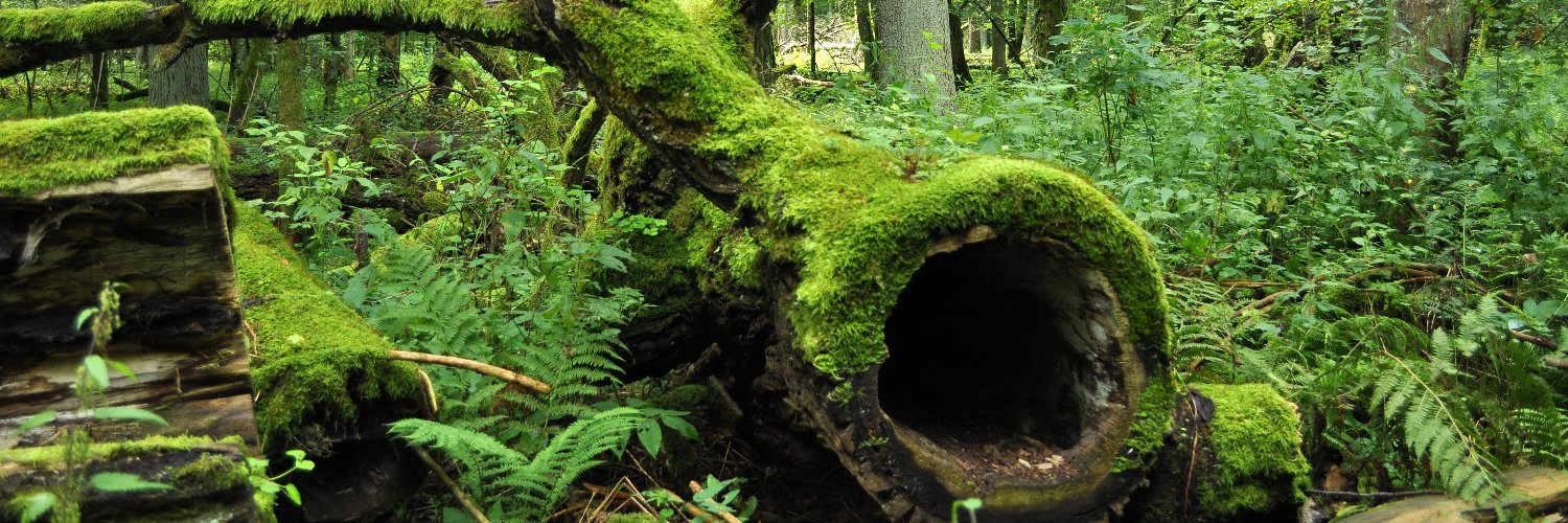 Roger Mays ❤️ Memecoin banner