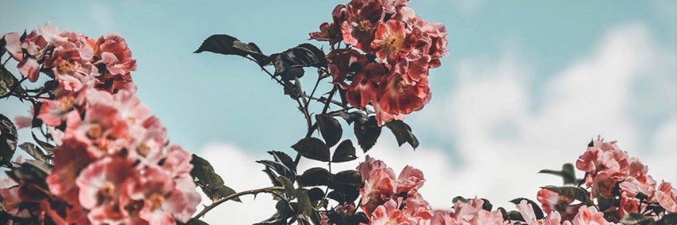MirandaMavi's profile banner image