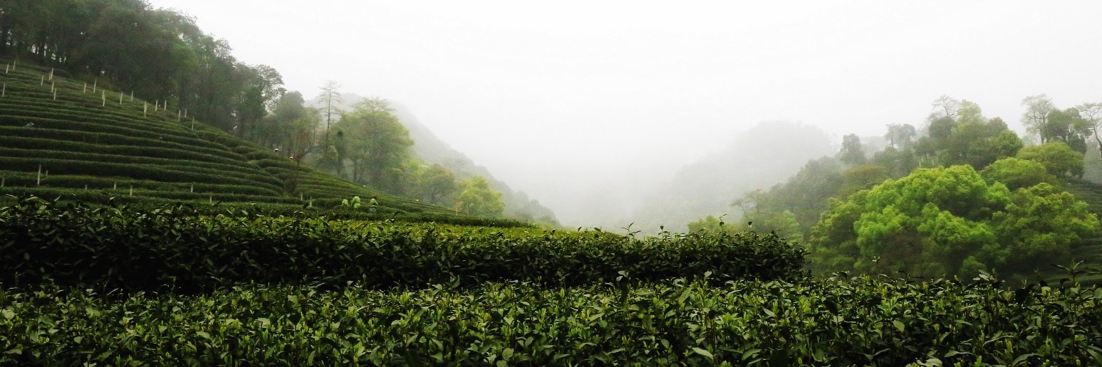 Firsdtea banner