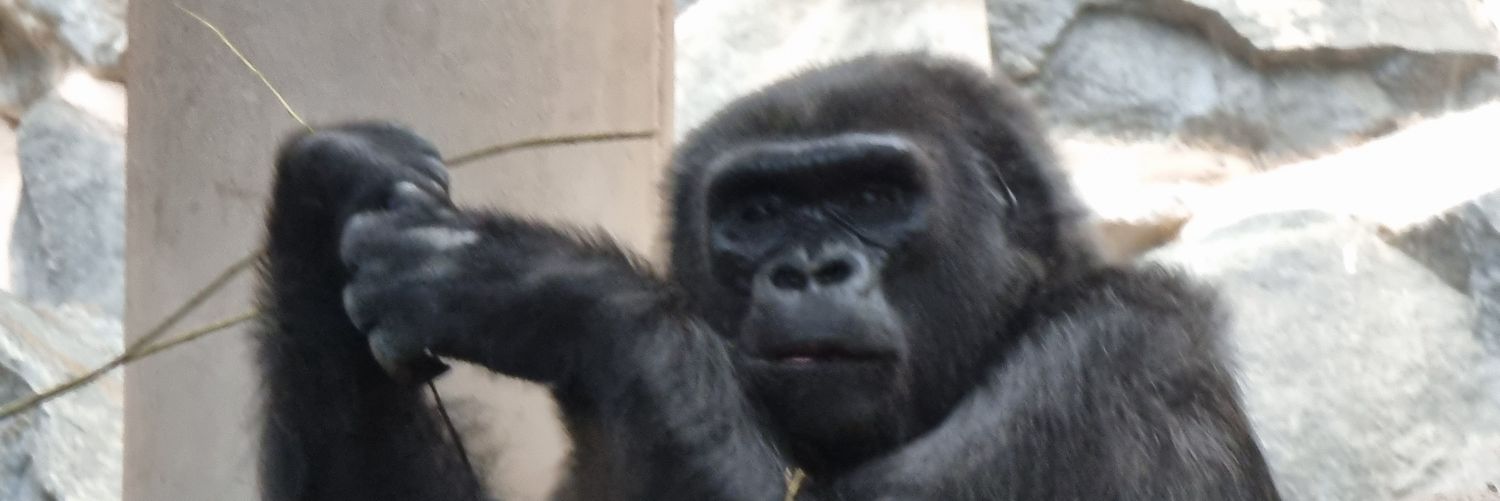 Fox-trott 🌿 banner